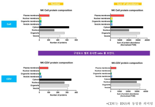 NK cell과 NK-BNS의 단백질 구성 비율>