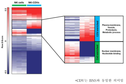 NK cell 과 NK-BNS의 heatmap 분석>