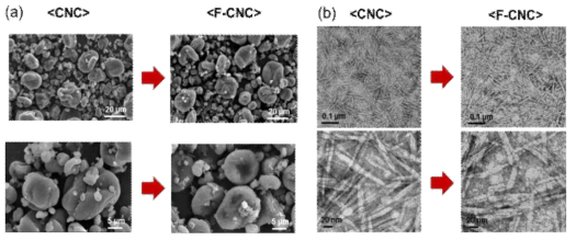 (a) CNC 및 F-CNC의 SEM 이미지 및 (b) CNC 및 F-CNC의 TEM