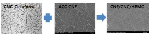 CNC/CNF 복합 코팅필름 SEM 사진