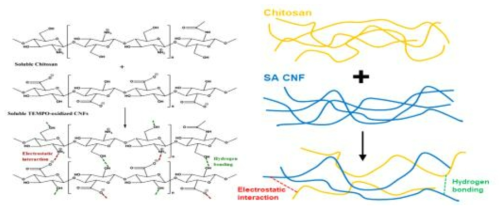 SA CNF와 chitosan의 cross-linking 및 inonic interaction