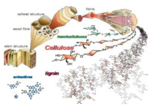 셀룰로오스 혼합물 및 계층적 구조