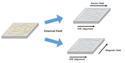 외부장에 의한 셀룰로오스 배향변화 모식도