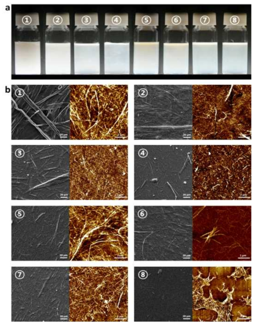 ACC 처리 전과 후 CNF의 (a) NaClO 함량 비율별 CNF 분산액, (b) NaClO 함량별 CNF의 SEM(left), AFM(right)