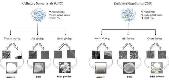 CNC와 CNF 형성 과정