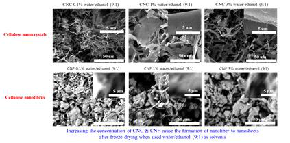 물90/에탄올10 수용액에 분산된 CNC및CNF를 동결건조 후 SEM
