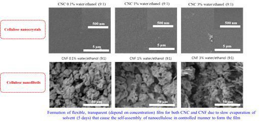 물 90/에탄올10 수용액에 분산된 CNC 및 CNF를 상온건조 후 SEM