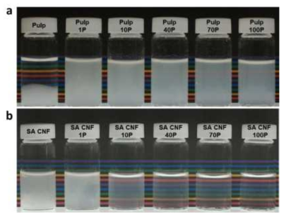 (a) pulp, (b) SA CNF의 ACC 처리 횟수에 따른 CNF 분산액 비교
