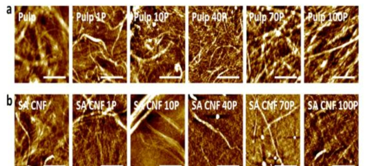 (a) pulp, (b) SA CNF의 ACC 처리에 따른 AFM (scale bar: 2 μm)