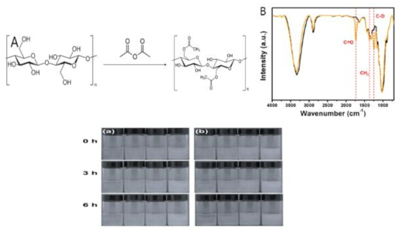 acetic anhydride를 통한 CNF의 acetylation (A. acetylation 반응 메카니즘, B. CNF와 acetylated CNF의 FT-IR spectrum)시간에 따른 CNF의 분산 정도 (a). CNF (b). Acetylated CNF