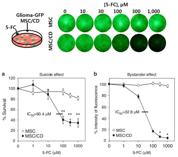 본 치료제의 in vitro 유효성 평가시험법 (Chang et al., Int. J, Cancer, 2010)