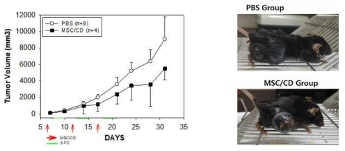 피하조직 마우스 유래간암 모델에서 CD발현 중간엽줄기세포와 5-FC 투여를 통한 항암효과 확인