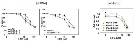 5-FU 저항성 암세포주에서 shRNA를 이용한 spliceosome 관련 인자 발현억제 또는 spliceosome inhibitor 처리에 의한 5-FU 반응성 증진