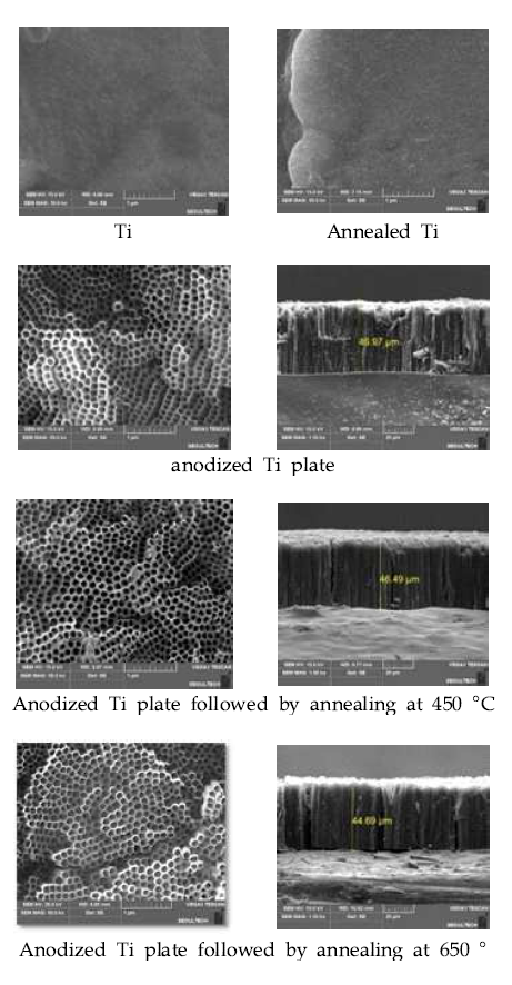 Surface and Cross-section of SEM imagesof Ti plates with; planar(left), cross-sectional(right)