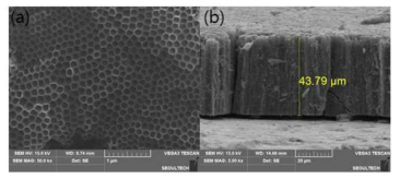 SEM images of TiO2 nanotube formed at 60V, 10A, 15hr in ethylene glycol + 0.2 wt% NH4F + 2 Vol% H2O, (a) surface (b) thickness