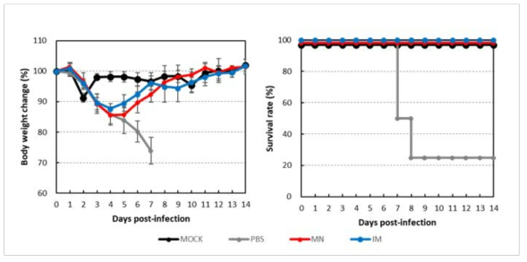 체중 및 생존율 변화 분석 (H1N1 공격접종 실험군)