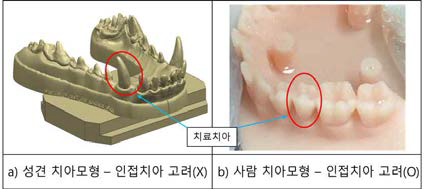 성견과 사람 치아열의 차이점