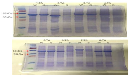 SDS-PAGE를 이용한 신규 ω-TA (~40 kDa) 발현 분석