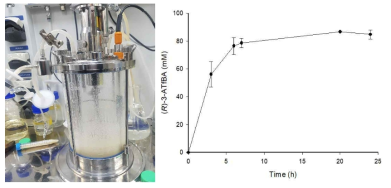 반응기를 이용한 500 mL Scale 반응. 반응조건: 150 mM substrate-ethyl ester, 250 mM (S)-α-MBA, 15% v/v) DMSO, 200 mM Tris-HCl buffer (pH 7.0)