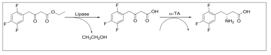 베타-아미노산 합성 반응과 Lipase
