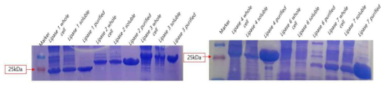 Pseudomonas 유래 리파아제(또는 esterase) 클로닝 및 과발현