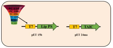 PS Lipase 발현량 조절을 위한 프로모터 엔지니어링 개략도