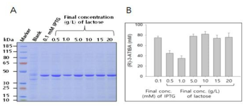 Lactose 농도별 ω-TAIC의 발현 및 반응 비교. 반응조건: 5 mL reaction, 70 OD600, 100 mM substrate-methyl ester, 200 mM (S)-α-MBA, 15% (v/v) DMSO, 200 mM Tris-HCl buffer (pH 7.0)