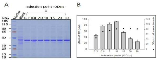 균체량에 따른 IPTG 첨가 시 ω-TAIC의 발현 및 반응 비교. 반응조건: 5 mL reaction, 100 mM substrate-Methyl ester, 200 mM (S)-α-MBA, 15%(v/v) DMSO, 200 mM Tris-HCl buffer (pH 7.0)