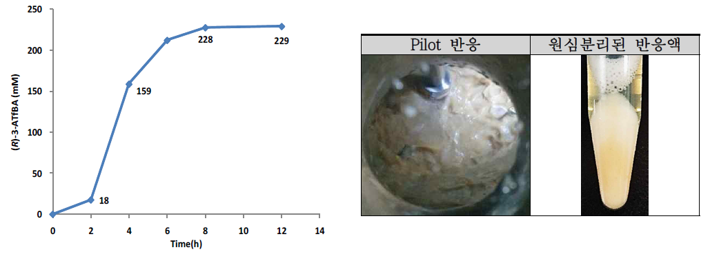 Pilot scale 시생산. 반응조건: 220 L reaction, FC108 cell OD600 300, 250 mM substrate-ethyl ester, 400 mM (S)-α-MBA, 200 mM Tris-HCl buffer (pH 7.0), 15% (v/v) DMSO, 0.7 mM PLP, reaction time: 12 hrs