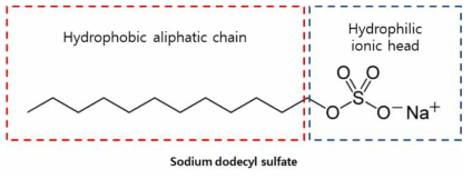 SDS 구조 및 작용기에 따른 특성