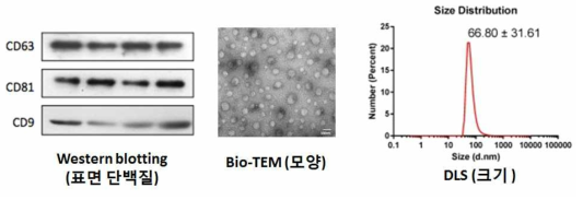 엑소좀 순도 확인