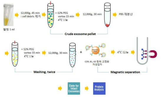 엑소좀 분리 방법 도출