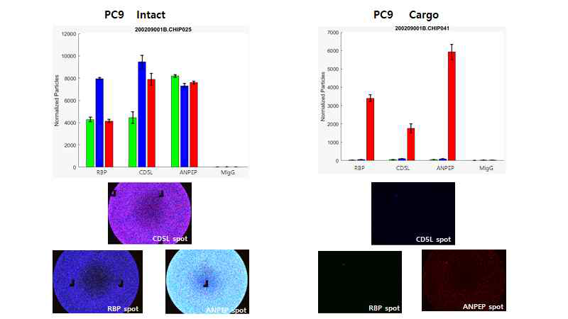 PC9/GR intact exosome과 permeabilized exosome에서의 항체 분포 비교