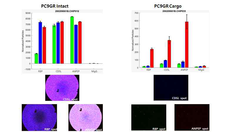 PC9/GR intact exosome과 permeabilized exosome에서의 항체 분포 비교