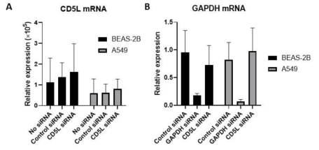 CD5L siRNA transfection 후 모세포주내 mRNA 발현량 변화 (A) CD5L (B) GAPDH