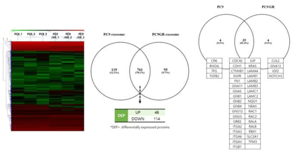 PC9 vs. PC9/GR 엑소좀 단백질 프로파일 비교