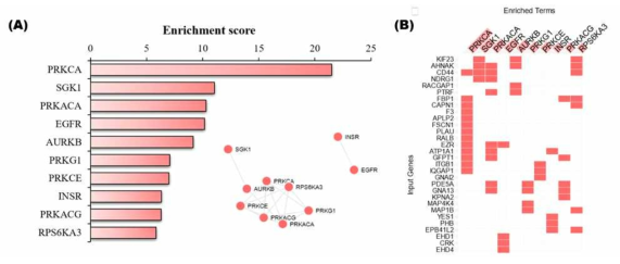 (A) Kinase enrichment analysis로 확인한 PC9, PC9/GR exosome DEP 연관 kinase의 enrichment score과 kinase의 subnetwork model (B) 각 kinase와 연관된 PC9, PC9/GR exosome DEP의 Clustergram