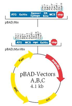 항원 단백질 발현을 위해 적용한 2종의 pBAD/His, pBAD/Myc-His 벡터