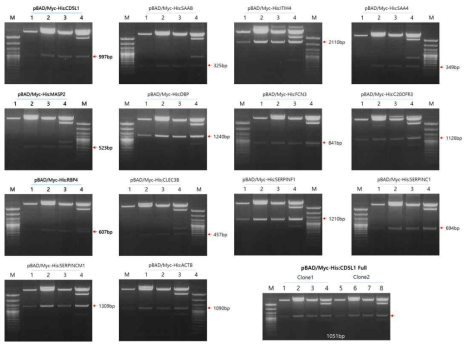 E.coli strain에 형질전환된 pBAD/Myc-His:optimized synthetic gene의 insert 확인. M: 100bp ladder, Lane1: TOP10, Lane2: BL21(DE3), Lane3: BL21(chaperone), Lane4: BL21(RPL)