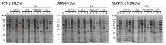 E.coli strain TOP10, BL21에서 항원 단백질의 발현 유도. M: Marker, L: loading, P: pellet, F: Flow-through, E: Elution