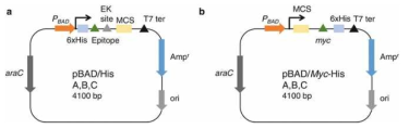 14종의 항원 단백질 도입에 사용한 2종의 pBAD/His, pBAD/Myc-His 벡터 a. pBAD/His b. pBAD/Myc-His