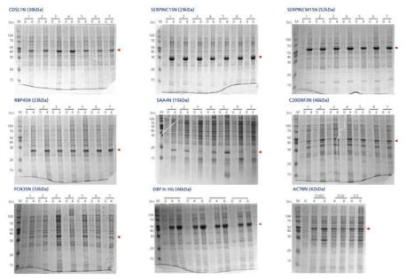 SDS-PAGE를 통한 각 항원 단백질의 발현 확인. 발현된 마커 단백질은 각각 붉은 화살표로 표시