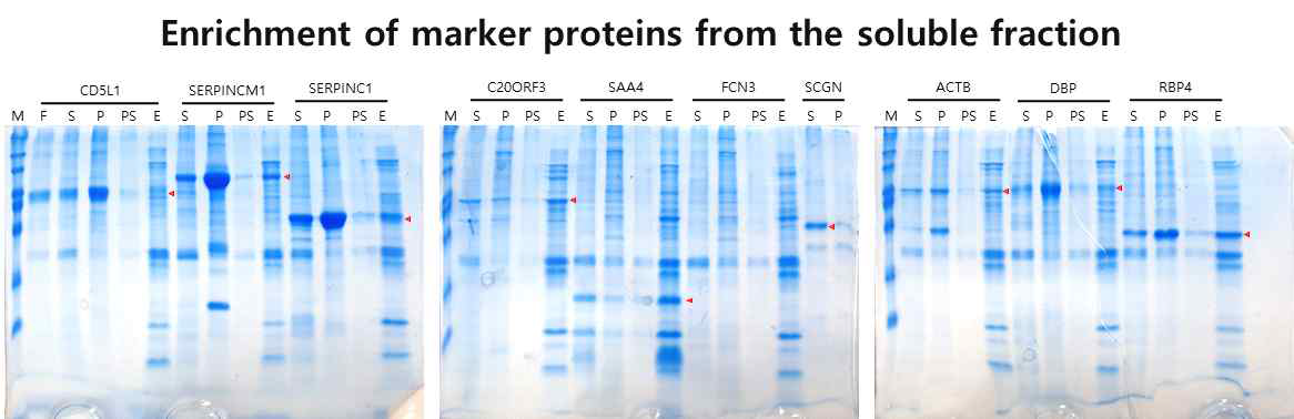 Native condition에서 항원 단백질 9종의 발현 및 solubility 확인. M: marker, F: Flow-through, S: Supernatnat, PS: Pellet supernatant, E: Elution