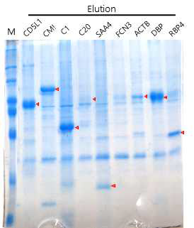 Native condition에 서 항원 9종 단백질 정제. M: marker, Elution: 400mM Imidazole