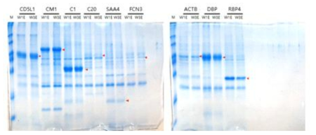 항원 단백질 9종의 불용성 분획에서 수용화 단백질의 정제. M: Marker, W1E: Elute after 1st Washing, W3E: Elute after 3rd Washing