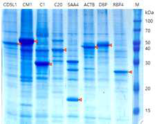 Target enrichment 후 SDS-PAGE를 통한 항원 단백질 9종의 발현 확인