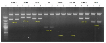 pBAD/Myc-His에 도입한 2차 항암제 감수성 유전자의 삽입 확인 M, 100bp ladder, Lane1-2: clone number
