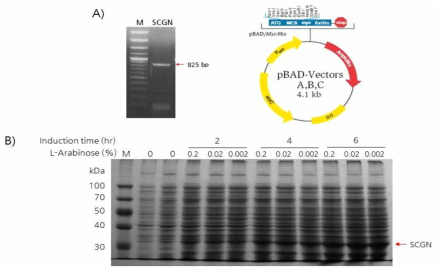 SCGN의 항원 생산 시스템 및 단백질 발현 유도 결과. A) pBAD/Myc-His:SCGN의 insert 삽입 여부 확인, B) SDS-PAGE 확인