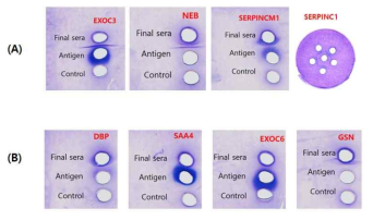 Ouchterlony double immundiffusion 결과