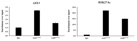 ATF3 전사인자와 enhancer 마커인 H3K27Ac의 ChIP-qPCR